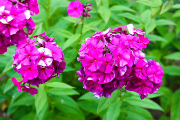 beautiful bright pink phlox flowers in the garden close up