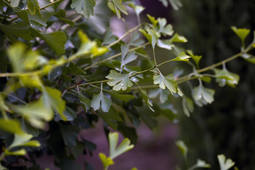 Raindrops close-up on young leaves of Ginkgo Biloba. Abstract nature background, Soft focus