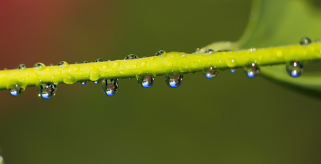 Raindrops close-up on young leaves of Ginkgo Biloba. Abstract nature background, Soft focus