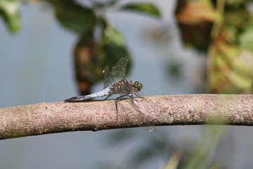 Superbe libellule verte posée sur une branche