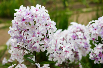 Phlox pale pink flowers in the garden close up