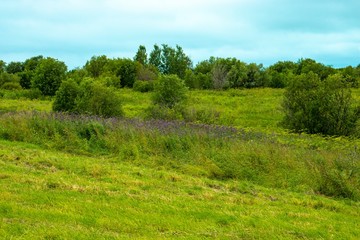 Fototapeta na wymiar Landscape with field grass and shrubs