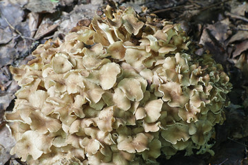 Polyporus umbellatus is a rare, edible species of mushroom, known as lumpy bracket and umbrella polypore