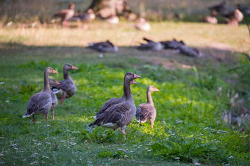 Greylag goose family at a pond at the Drottningholm island in Stockholm