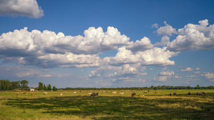 Fototapeta na wymiar Kühe auf einer Weide mit bewölktem Himmel