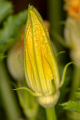 Blüte einer Zucchini