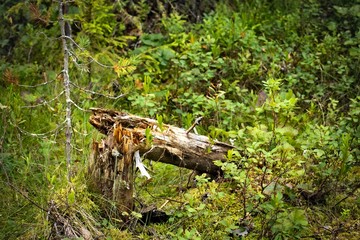 rotted broken tree in the forest