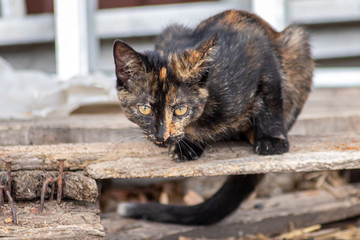 Portrait einer getigerten Katze zeigt die aufmerksame Wildkatze vor der Jagd mit herausgestreckter Zunge und aufmerksamem Blick und offenen Katzenaugen