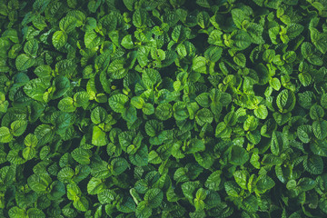 Top view of leaf small plant in garden