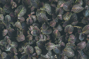 Obraz premium Top view of leaf small plant in garden
