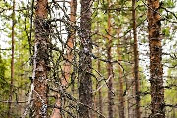 Withered tree branch in the forest