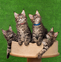 Maine Coon kittens