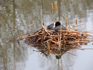 Coot, Fulica atra, on a floating nest