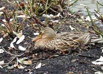 Mallard duck, Anas platyrhynchos, hatches eggs in nest located on flower bed