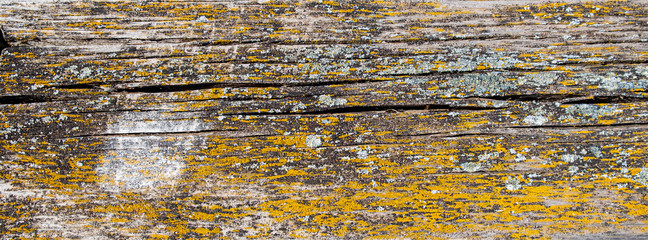 Texture natural wood graphic resources close-up detail