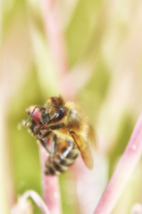 A bee collects nectar from a flower.