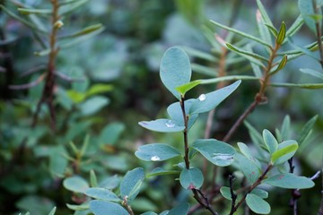 Forest grass with water drops