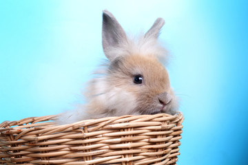 Furry rabbit in a basket, blue background