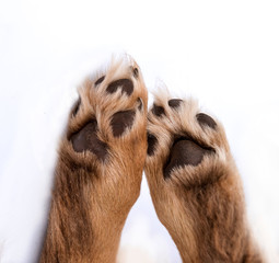 dog paw brown color on a white background - obrazy, fototapety, plakaty