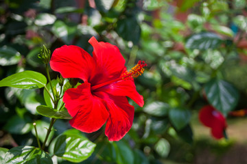 Large flower of red hibiscus Hibiscus rose sinensis on green leaves natural background - obrazy, fototapety, plakaty