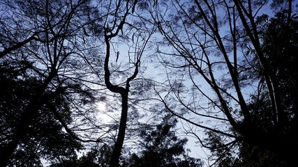 silhouette of tree against blue sky