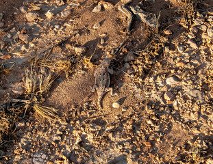 Horn Toad (Horny Toad)