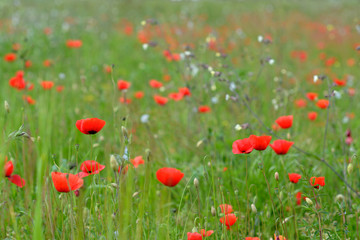 Campo fiorito di papaveri rossi in campagna