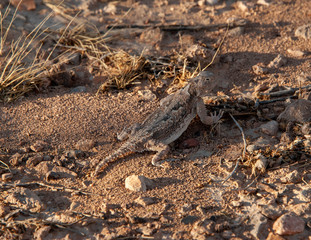 Horn Toad (Horny Toad)