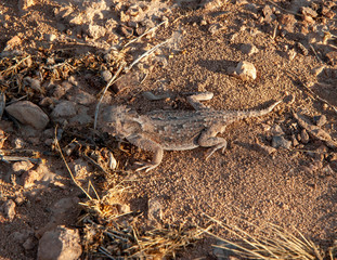 Horn Toad (Horny Toad)