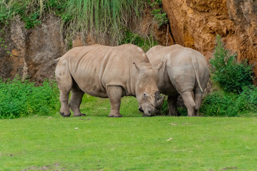 a family of rhinos grazing in a green meadow