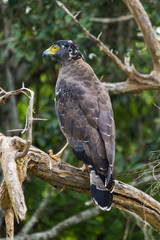 safari at yala national park, sri lanka
