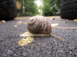 snail on stone