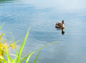 Young gray duck, female, floating in the lake near the shore