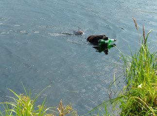 A hunting dog swimming with a plastic bottle in its mouth. Dog training
