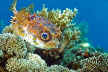 Fish hedgehog swims over the coral. Underwater macro photography © Alexei Alekhin