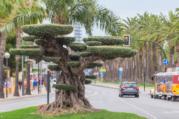 Beautifully trimmed old olive tree in bonsai style, located in the center of Salou, Spain,...