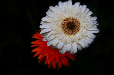 The chrysanthemum flower blooming in the dark