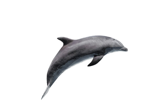 grey bottlenose dolphin isolated on white