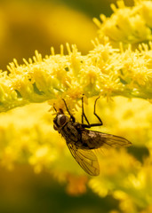 Fly on flower