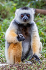 Diademed sifaka (Propithecus diadema), Andasibe National Park, Madagascar