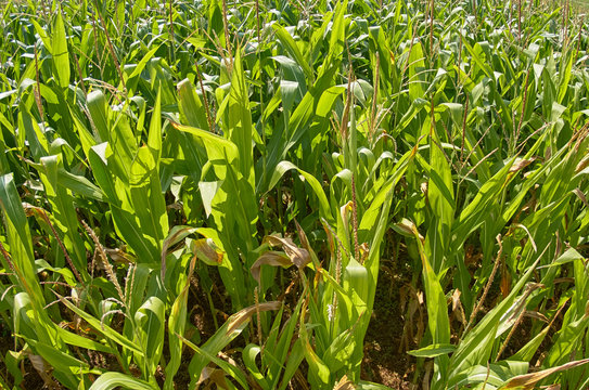 field of corn, background image