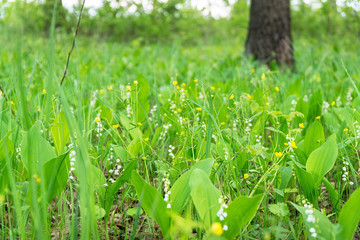 Flowers buttercups and lilies of the valley on a green meadow