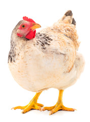 Brown hen isolated.