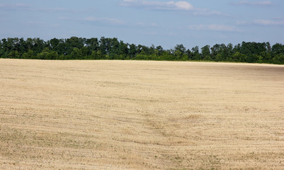 panoramic landscape with wheat field and forest on the horizon