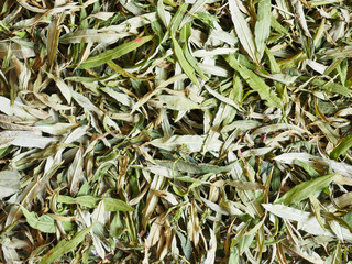Fresh leaves of French willow (Epilobium angustifolium), Fireweed, Ivan tea