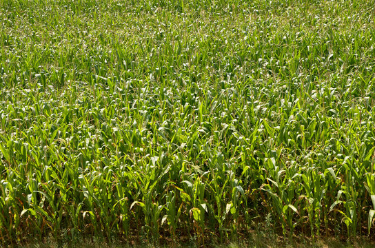 field of corn, background image