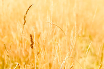 Cereal crop growing outside in a sunny agricultural filed