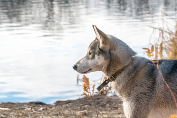 Portrait of a dog breed West Siberian Laika