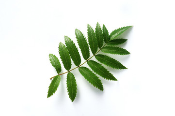 Green leaf rowan with shadow isolated on white background with place for your text