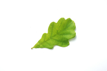 Green leaf oak with shadow isolated on white background with place for your text